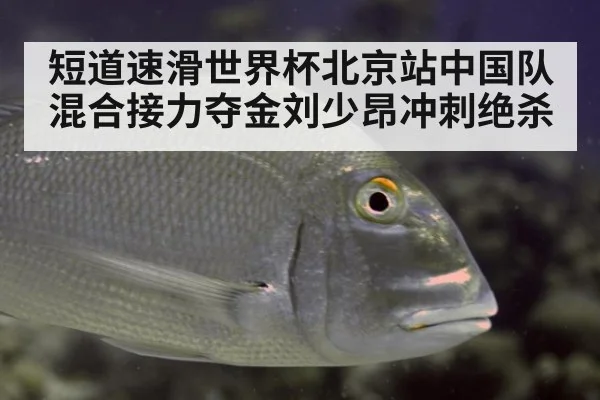 短道速滑世界杯北京站中国队混合接力夺金刘少昂冲刺绝杀